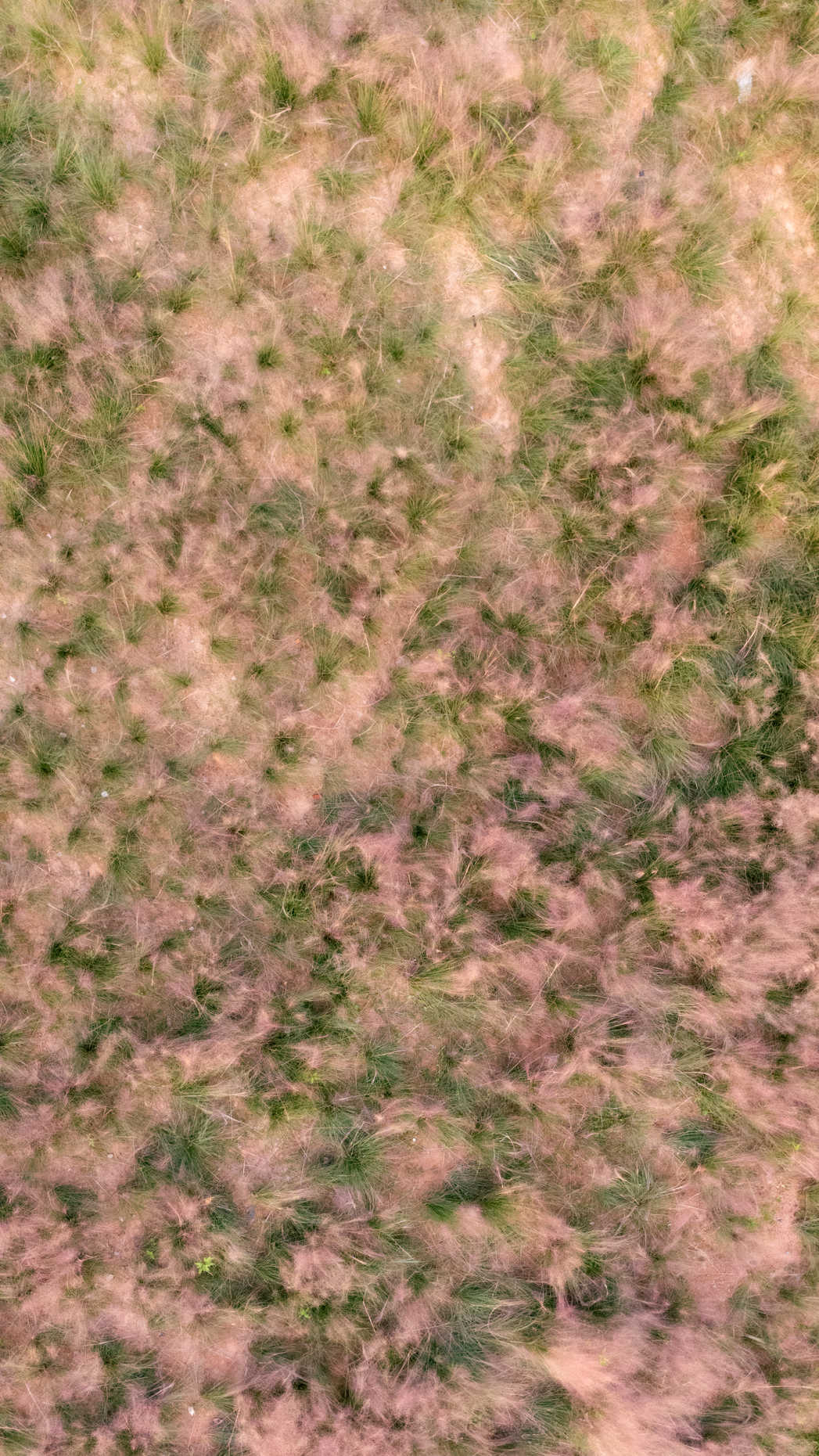 自然系列 DJI_20250809182240_0716_D